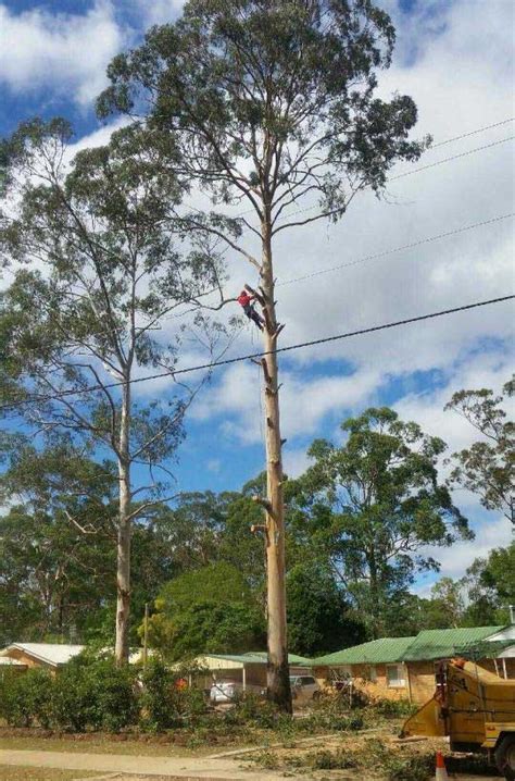 Tree Removal Toowoomba .